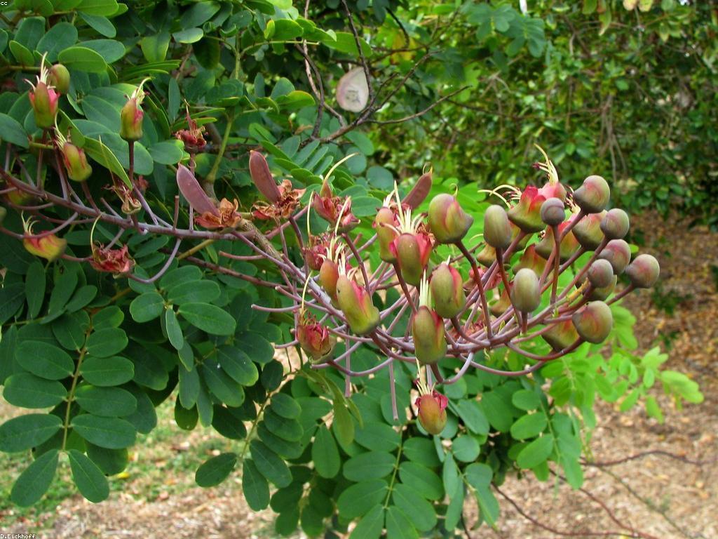 ឧបករណ៍បាញ់ត្រីក្រោមទឹក: ការចូលចិត្តនិងអត្ថប្រយោជន៍